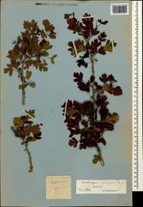 Боярышник пятипестичный Waldst. & Kit. ex Willd., Кавказ, Дагестан (K2) (Россия)