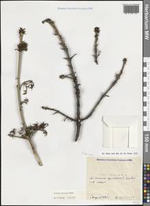 Ясень остроплодный (M.Bieb. ex Willd.) Franco & Rocha Afonso, Крым (KRYM) (Россия)