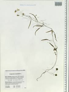 Колокольчик круглолистный L., Сибирь, Прибайкалье и Забайкалье (S4) (Россия)