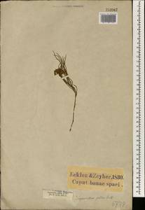 Asclepias gibba (E. Mey.) Schltr., Африка (AFR) (ЮАР)