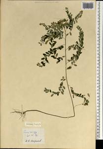 Magnoliopsida, Зарубежная Азия (ASIA) (Сингапур)