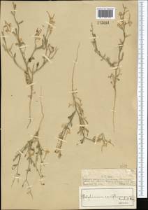 Delphinium camptocarpum Fisch. & C.A.Mey., Средняя Азия и Казахстан, Муюнкумы, Прибалхашье и Бетпак-Дала (M9) (Казахстан)