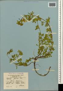 Medicago sativa subsp. glomerata (Balb.) Rouy, Кавказ, Южная Осетия (K4b) (Южная Осетия)