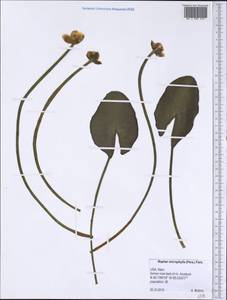 Nuphar microphylla (Pers.) Fernald, Америка (AMER) (США)