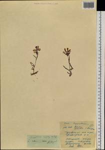 Гвоздика ползучая Willd., Сибирь, Чукотка и Камчатка (S7) (Россия)