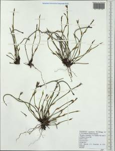 Lepidobolus quadratus B.G.Briggs & L.A.S.Johnson, Австралия и Океания (AUSTR) (Австралия)