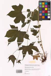 Таволга гладчайшая (Nakai) Nakai, Сибирь, Дальний Восток (S6) (Россия)