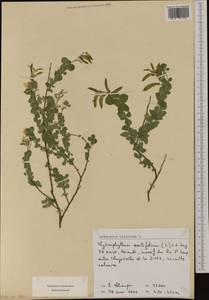 Cytisophyllum sessilifolium (L.)O.Lang, Западная Европа (EUR) (Франция)