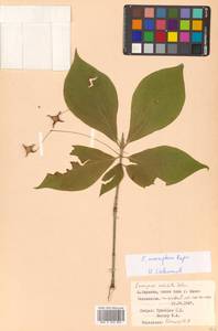 Бересклет сахалинский (F.Schmidt) Maxim., Сибирь, Дальний Восток (S6) (Россия)