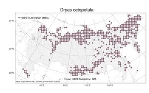 Dryas octopetala, Дриада восьмилепестная L., Атлас флоры России (FLORUS) (Россия)