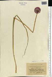 Лук скорода, Шнитт-лук L., Восточная Европа, Западно-Украинский район (E13) (Украина)