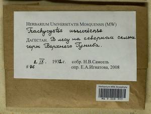 Trachycystis ussuriensis (Regel & Maack) T.J. Kop., Гербарий мохообразных, Мхи - Северный Кавказ и Предкавказье (B12) (Россия)