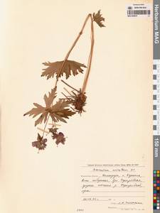 Герань волосистоцветковая DC., Сибирь, Чукотка и Камчатка (S7) (Россия)