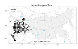 Myosotis sparsiflora, Незабудка редкоцветковая J. C. Mikan ex Pohl, Атлас флоры России (FLORUS) (Россия)