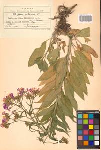 Вечерница сибирская L., Восточная Европа, Центральный лесостепной район (E6) (Россия)