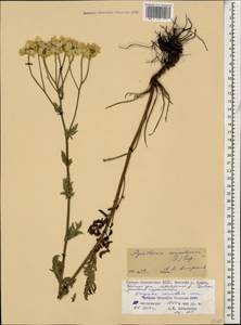 Tanacetum corymbosum subsp. corymbosum, Кавказ, Северная Осетия, Ингушетия и Чечня (K1c) (Россия)