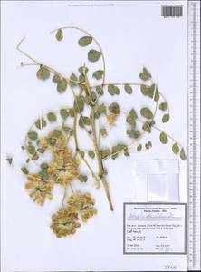 Astragalus obtusifolius DC., Зарубежная Азия (ASIA) (Иран)