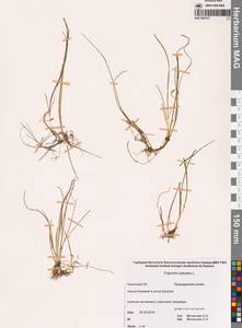 Триостренник болотный L., Сибирь, Чукотка и Камчатка (S7) (Россия)