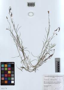 KUZ 004 904, Колокольчик круглолистный L., Сибирь, Алтай и Саяны (S2) (Россия)