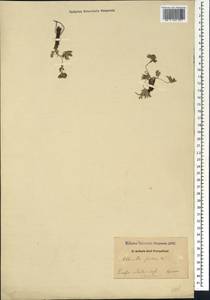 Манжетка шелковая Willd., Кавказ, Дагестан (K2) (Россия)