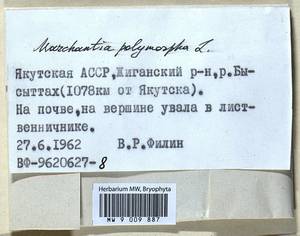 Marchantia polymorpha L., Гербарий мохообразных, Мхи - Якутия (B19) (Россия)
