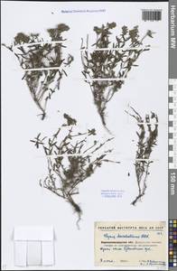 Thymus pannonicus All., Восточная Европа, Северо-Украинский район (E11) (Украина)