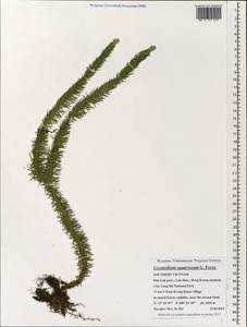 Phlegmariurus squarrosus (G. Forst.) Á. Löve & D. Löve, Зарубежная Азия (ASIA) (Вьетнам)