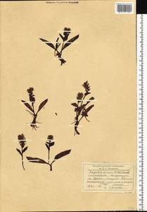 Lagotis glauca subsp. minor (Willd.) Hultén, Сибирь, Прибайкалье и Забайкалье (S4) (Россия)