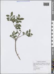 Жимолость голубая L., Сибирь, Дальний Восток (S6) (Россия)