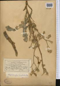 Lactuca crassicaulis (Beauverd), Средняя Азия и Казахстан, Западный Тянь-Шань и Каратау (M3) (Киргизия)