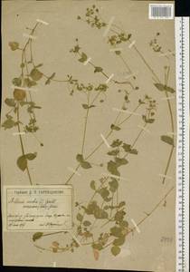 Звездчатка средняя, Мокрица (L.) Vill., Восточная Европа, Московская область и Москва (E4a) (Россия)