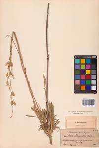 Смолевка зеленоцветковая (Willd.) Ehrh., Восточная Европа, Северо-Западный район (E2) (Россия)