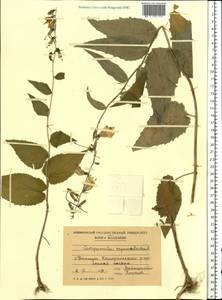 Колокольчик рапунцелевидный L., Восточная Европа, Молдавия (E13a) (Молдавия)