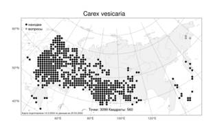 Carex vesicaria, Осока пузырчатая L., Атлас флоры России (FLORUS) (Россия)