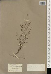 Eragrostis ferruginea (Thunb.) P.Beauv., Зарубежная Азия (ASIA) (КНР)