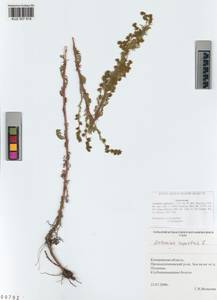 Полынь каменная L., Сибирь, Алтай и Саяны (S2) (Россия)