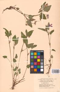 Фиалка собачья L., Восточная Европа, Московская область и Москва (E4a) (Россия)