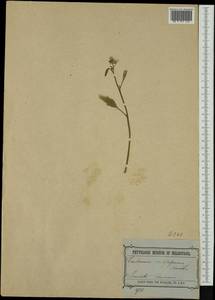 Rorippa dictyosperma (Hook.) L.A. Johnst., Австралия и Океания (AUSTR) (Австралия)