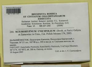 Sciuro-hypnum uncinifolium (Broth. & Paris) Ochyra & Żarnowiec, Гербарий мохообразных, Мхи - Чукотка и Камчатка (B21) (Россия)