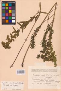 Euphorbia saratoi Ardoino, Восточная Европа, Западный район (E3) (Россия)