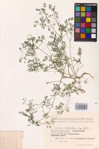 Дымянка Шлейхера Soy.-Will., Восточная Европа, Нижневолжский район (E9) (Россия)