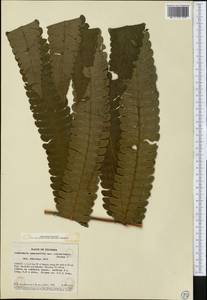 Cyathea spectabilis (Kze.) Domin, Америка (AMER) (Колумбия)