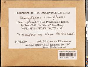 Campylopus introflexus (Hedw.) Brid., Гербарий мохообразных, Мхи - Америка (BAm) (Чили)
