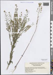 Рыжик мелкоплодный Andrz. ex DC., Восточная Европа, Средневолжский район (E8) (Россия)