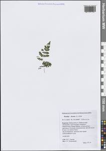 Вудсия эльбская (L.) R.Br., Сибирь, Прибайкалье и Забайкалье (S4) (Россия)