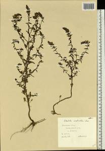 Зубчатка обыкновенная Moench, Восточная Европа, Западно-Украинский район (E13) (Украина)