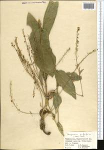 Lepidium subalpinum Kom., Средняя Азия и Казахстан, Памир и Памиро-Алай (M2) (Таджикистан)