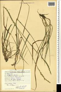 Пырейник ползучий (L.) Gould, Кавказ, Грузия (K4) (Грузия)