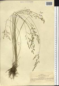 Мятлик оттянутый Trin., Сибирь, Западный (Казахстанский) Алтай (S2a) (Казахстан)