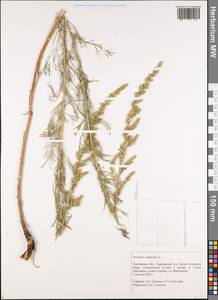 Полынь равнинная, Полынь полевая L., Восточная Европа, Центральный лесостепной район (E6) (Россия)